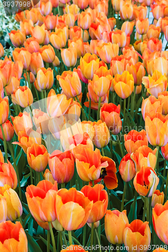 Image of Tulip field in Keukenhof Gardens, Lisse, Netherlands