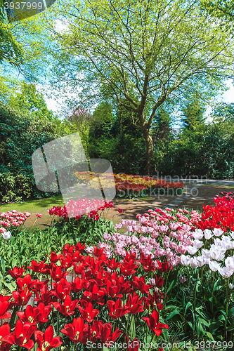 Image of Tulip field in Keukenhof Gardens, Lisse, Netherlands