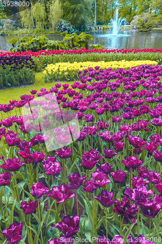 Image of Tulip field in Keukenhof Gardens, Lisse, Netherlands