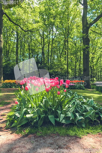 Image of Tulip field in Keukenhof Gardens, Lisse, Netherlands