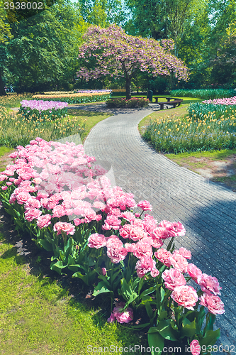 Image of Tulip field in Keukenhof Gardens, Lisse, Netherlands