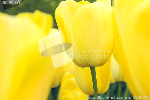 Image of Tulip field in Keukenhof Gardens, Lisse, Netherlands