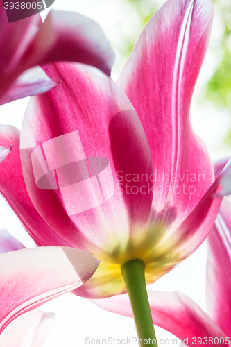 Image of Tulip field in Keukenhof Gardens, Lisse, Netherlands