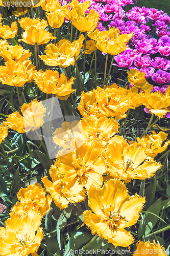 Image of Tulip field in Keukenhof Gardens, Lisse, Netherlands