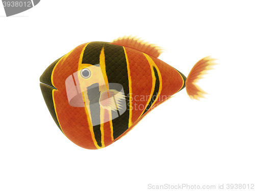Image of red yellow fish