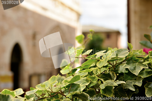 Image of Plant public street in Spello