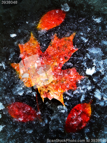 Image of Autumn Leaves In Ice