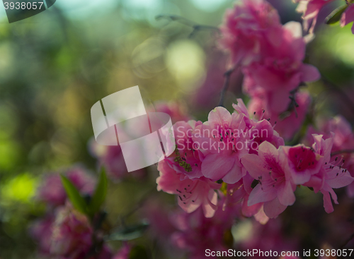 Image of Japanese Camellia