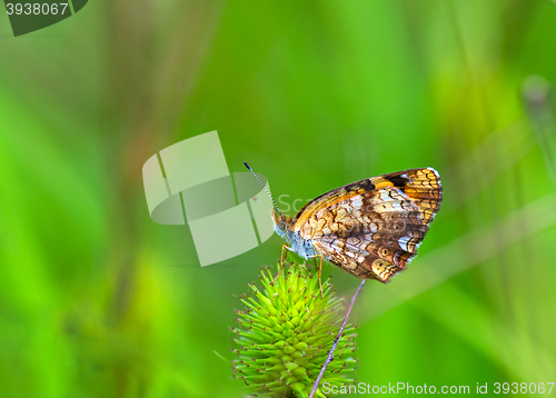 Image of Silvery Checkerspot (Chlosyne nycteis)