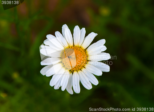 Image of daisy