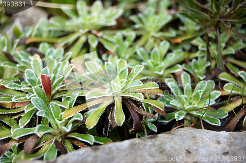 Image of Plants