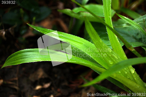 Image of Drops