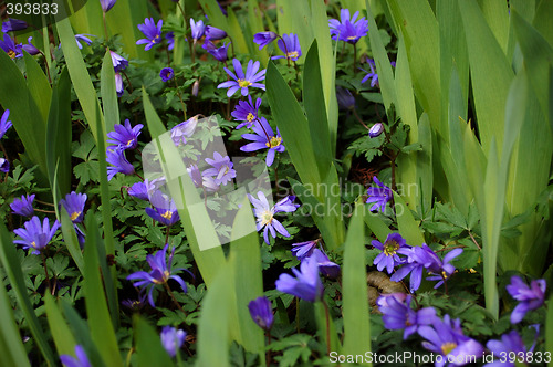 Image of Spring