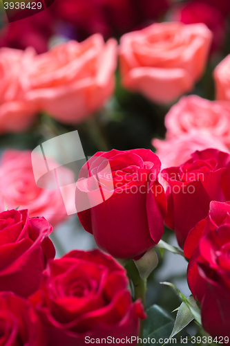 Image of red roses background