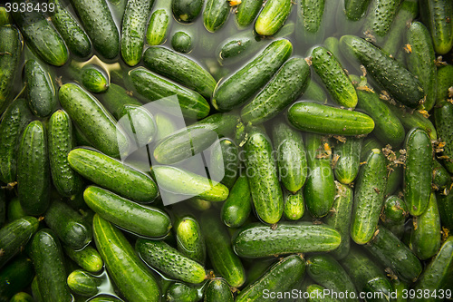 Image of gurtsov conservation. Fresh cucumbers in jars