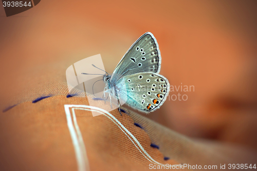 Image of Close up of Beautiful butterfly 