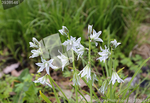 Image of Beautiful flowers of Ornithogalum Nutans