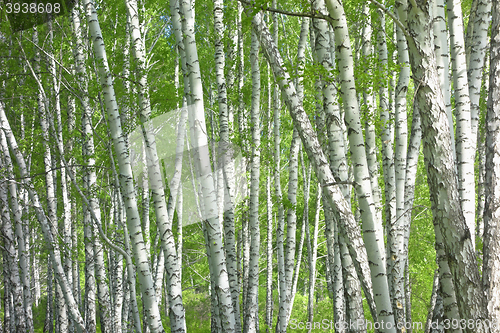 Image of birch trees background
