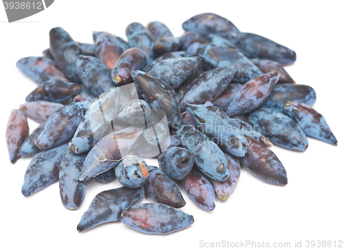 Image of fresh honeysuckle on white