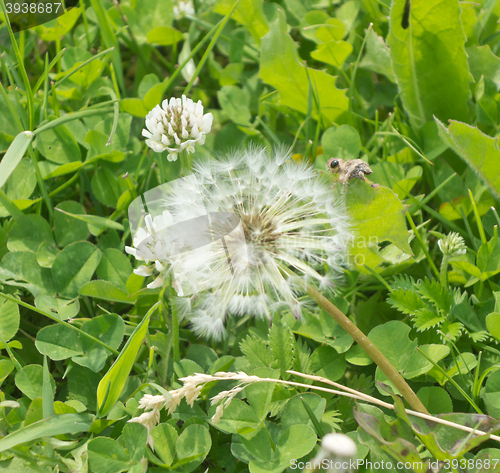Image of close up of dandelion