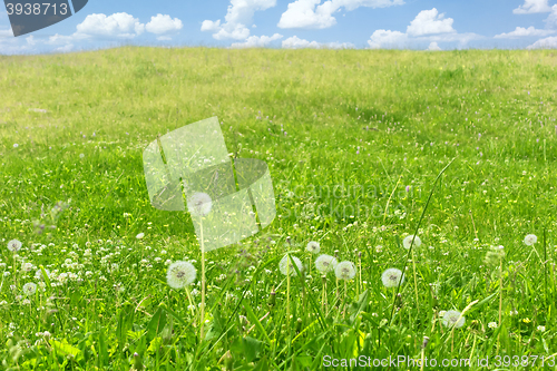 Image of beautiful summer landscape