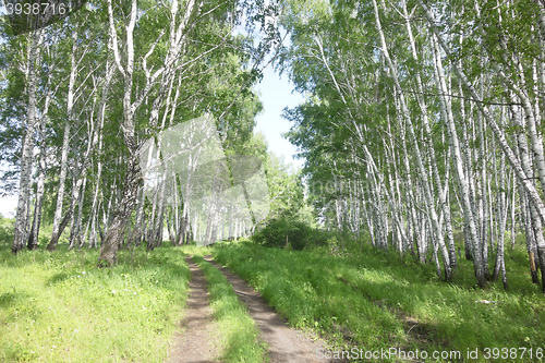 Image of road in birch forest