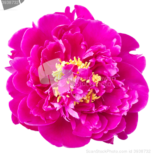 Image of beautiful peony isolated