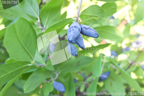 Image of fresh ripe honeysuckle 