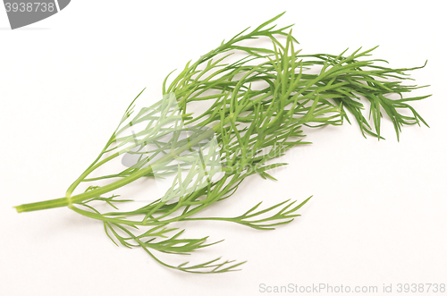 Image of fresh dill isolated