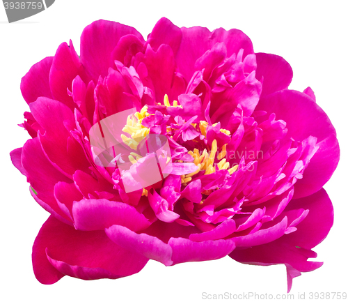 Image of beautiful peony isolated