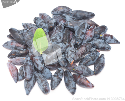 Image of fresh honeysuckle on white