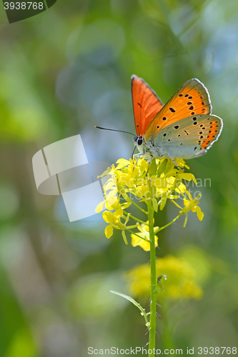 Image of Common Blue (Polyommatus icarus) butterfly 