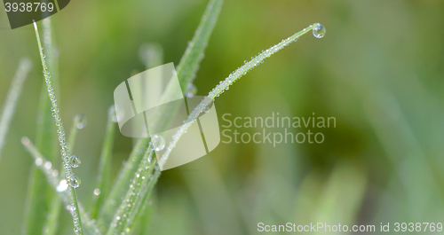 Image of Fresh grass with dew drops 