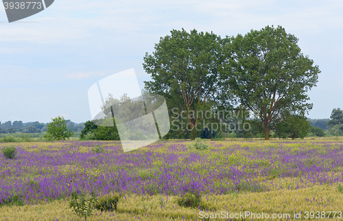 Image of beautiful rural landscape