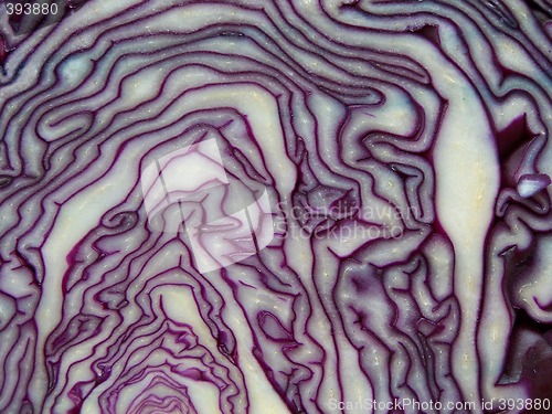 Image of Purple and white colored cabbage