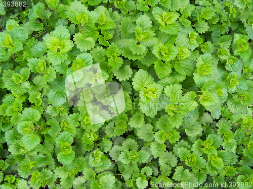 Image of Dead-nettle