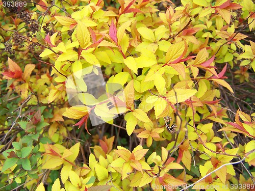 Image of Bright colorful leaves