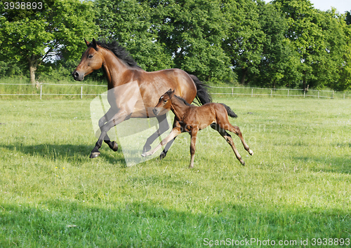 Image of Mare with foal gallops