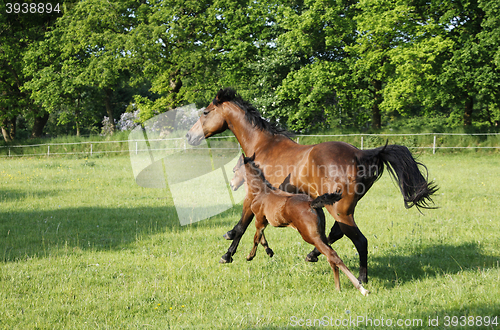 Image of brown mare with foal