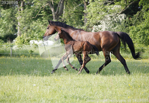 Image of Mare with foal on pasture