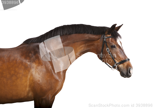 Image of isolated brown horse head