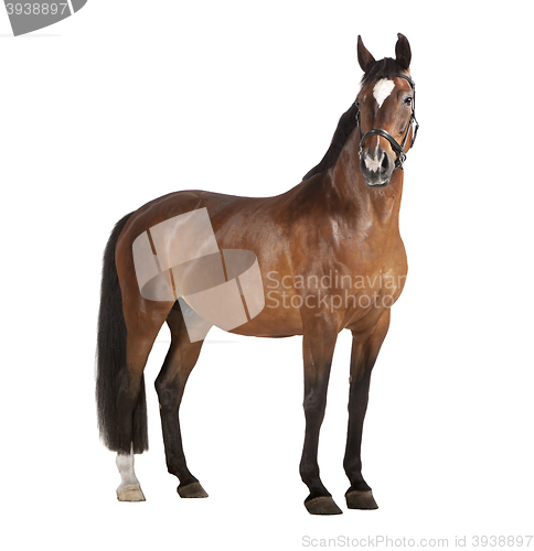 Image of Horse white background