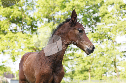 Image of young foal