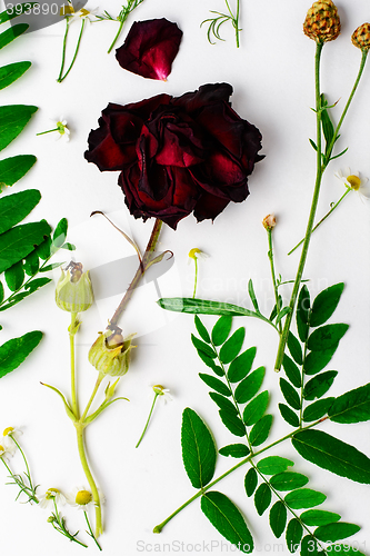 Image of Herbarium of field of wild foliage