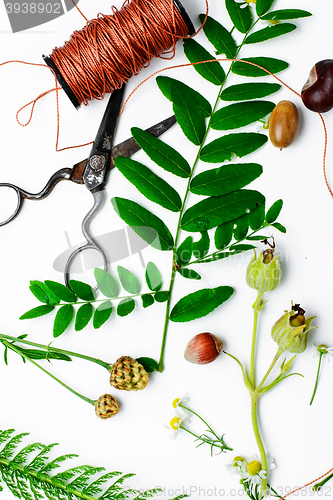 Image of Herbarium of field of wild foliage