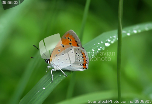 Image of Beautiful butterfly sitting on leaf 