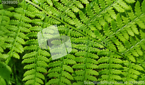 Image of Leaf of green fern