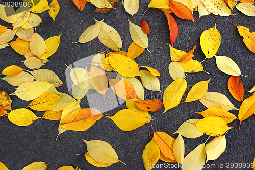 Image of Bright fallen foliage 