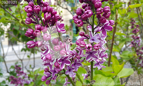 Image of beautiful blossoming lilac flowers