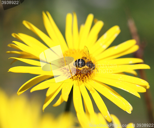 Image of yellow daisy and a bee on it